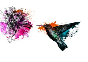 Hummingbird Illustration