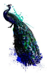 Peacock Illustration