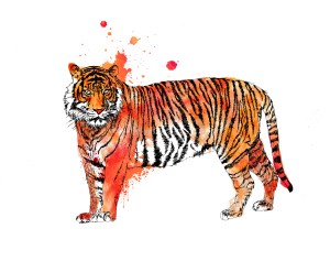 Tiger Illustration
