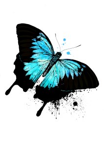 Butterfly Illustration